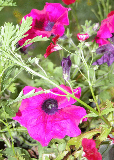 Fleurs rouges